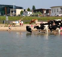 ”Stier bij strandje gevaarlijker dan zwemmen in IJssel” (video)