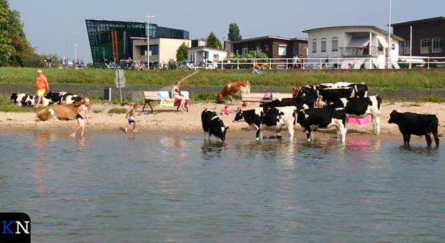 ”Stier bij strandje gevaarlijker dan zwemmen in IJssel” (video)