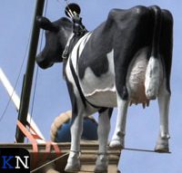 Koe gehesen voor Kamper Ui(t)dagen (video)