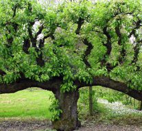 NPV inventariseert op Kampereiland perenbomen