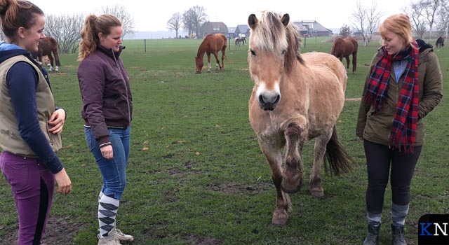 Vrijwilligers SAP bezoeken hun gepensioneerd paard