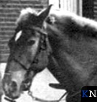 Volop paarden in Kampen (video)