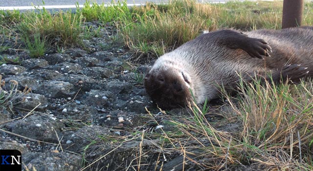 Provincie plaatst rasters ter bescherming overstekende otters