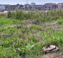 VVD en D66 vragen opnieuw aandacht voor stadsstrand