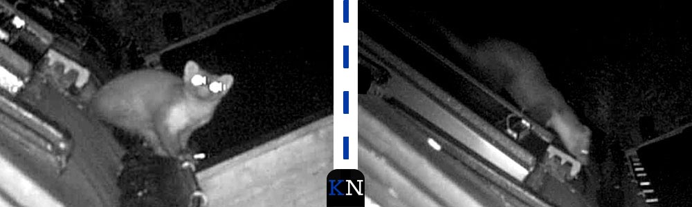 Een webcam op een huis in Wilsum betrapte een steenmarter.