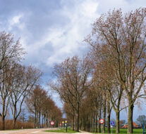 Provincie Overijssel duldt geen herplantnalatigheid meer