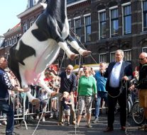 Koe bungelt weer aan Nieuwe Toren (video)