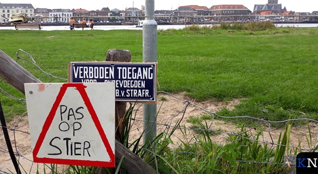 Pachter verplaatst ”onder protest” stier en pinken