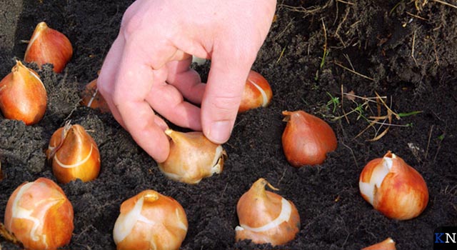 Schenking tulpenbollen aan IJsselheem door Rotary