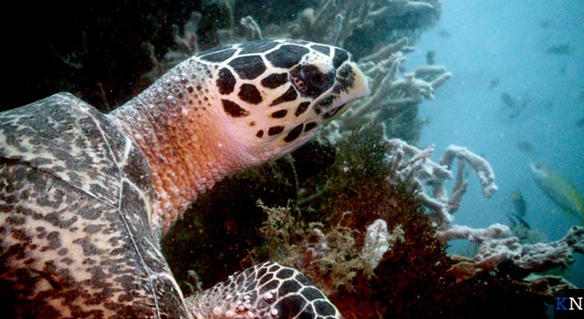 Kees Slot legt onbekende Thaise schildpad vast (video)
