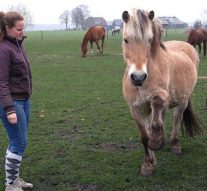 Vrijwilligers SAP bezoeken hun gepensioneerd paard