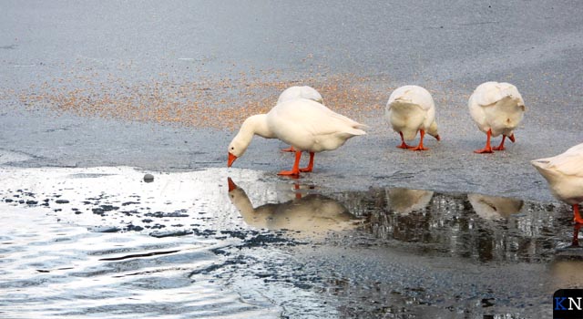 Strenge vorst brengt dieren buiten in het nauw (video)