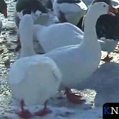 Winter brengt dieren in het nauw