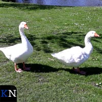 Uitklimvoorzieningen voor jonge watervogels