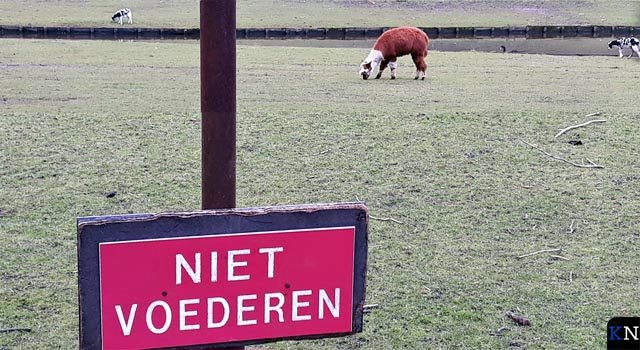 Dieren in hertenkamp overleden na illegaal voeren