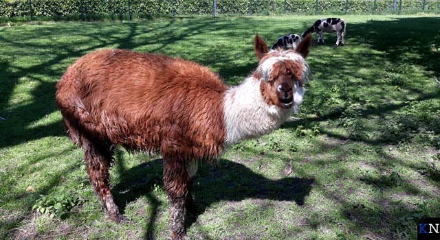 Veel geld ingezameld voor nieuwe alpaca (video)