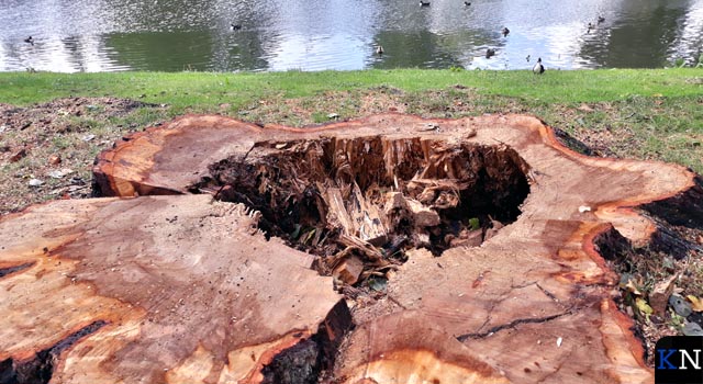 ”Gun bomen een tweede leven”