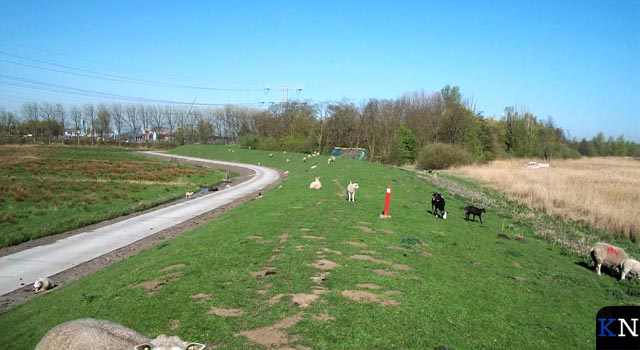 Beweiding schapen op dijken verlengd