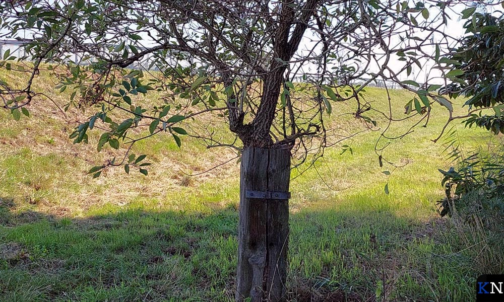 De "bosschages" waren ontstaan uit deze boom.
