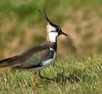 ANV Camperland looft beloning uit voor vinder eerste kievitsei in IJsseldelta