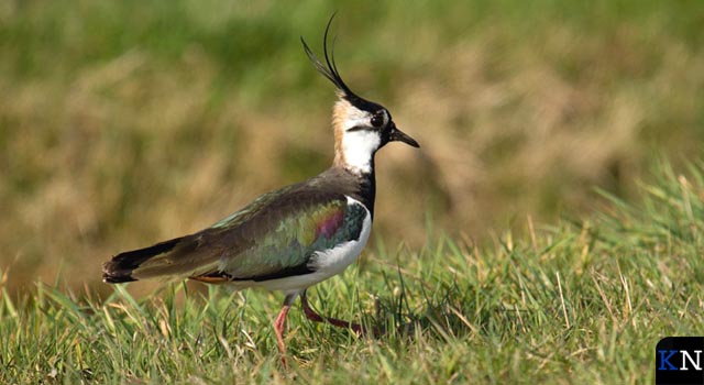 ANV Camperland looft beloning uit voor vinder eerste kievitsei in IJsseldelta