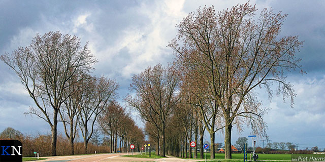 Massale bomenkappen ”voor veiligheid”