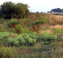 Plantensociologische Kring bezoekt Zalkerwaard