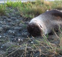 Provincie plaatst rasters ter bescherming overstekende otters