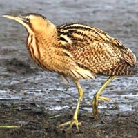 Nieuwe vogelobservatiehut gepland bij Zwarte Meer