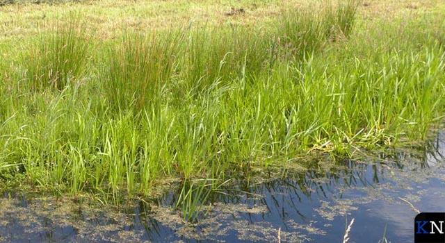 Waterschap zet waterpeilen boven maximum