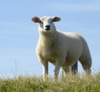 Begrazing op bijna alle dijken weer toegestaan