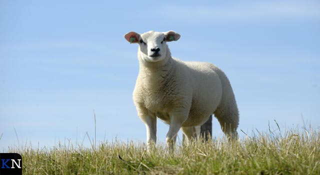 Begrazing op bijna alle dijken weer toegestaan